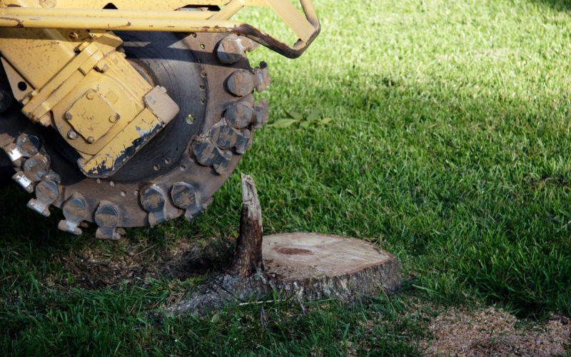 Stump Removal & Grinding